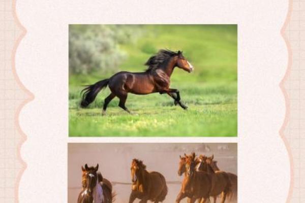 1966年属马人2025年运势 1966年属马人2025年运势详解运程走向与关键建议