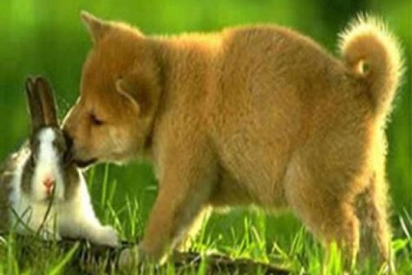 属狗和属兔的婚姻相配吗 属狗和属兔婚姻合不合