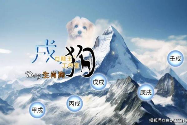 2006年属狗男孩的命运_2006年属狗男孩命运解析未来运势与性格特点