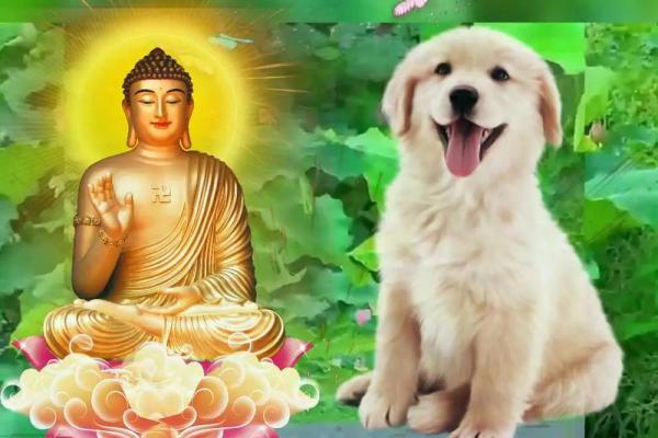 46年属狗的寿命有多大_46年属狗女的寿命多长