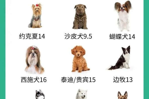 1970年属狗2025年运势如何 1970年狗的寿命有多长 1970年属狗2025年运势如何 1970年狗的寿命有多长