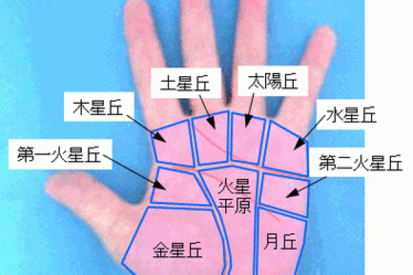 手相-掌丘算命图解