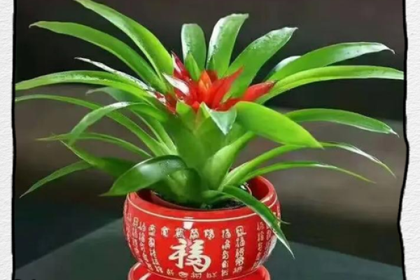 聚财风水_招财手花有什么好处