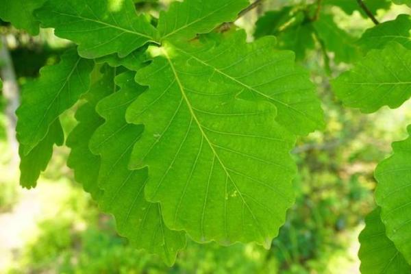 栎树百科：品种特征，栽培技巧与养护要点