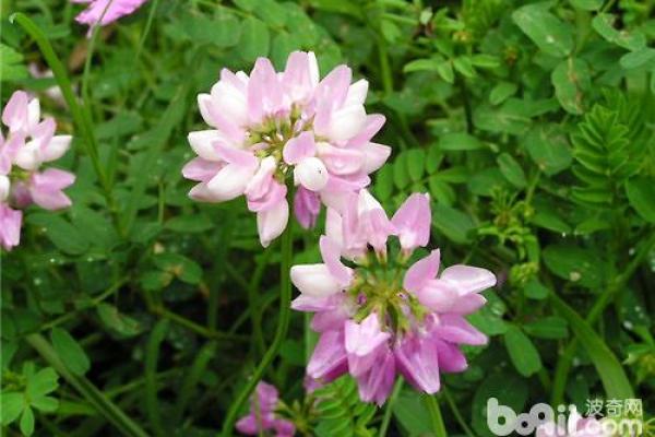 栎树百科：品种特征，栽培技巧与养护要点