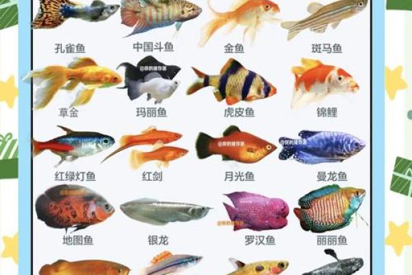养鱼的喜忌：家庭养鱼风水讲究