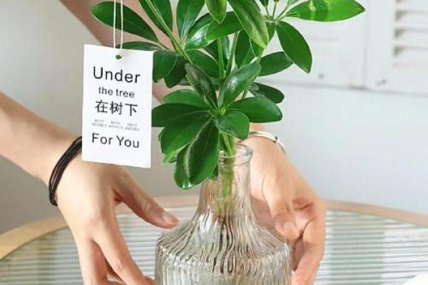 什么东西能赶走霉运常见的风水方法有哪些
