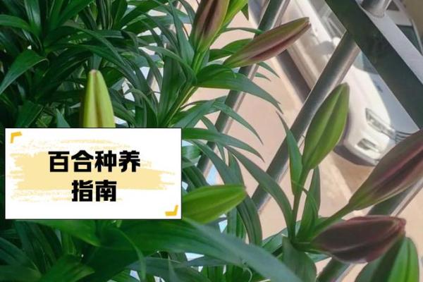 百合姓名配对 名字百合的意思？