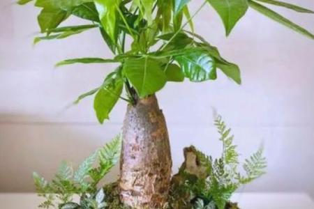 房子周围栽树风水