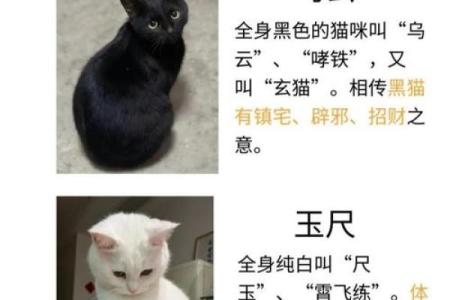 怎么给公猫姓名配对呢图片 怎么给公猫取名字好听？