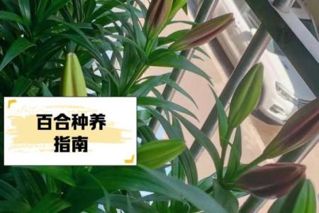 百合姓名配对 名字百合的意思？