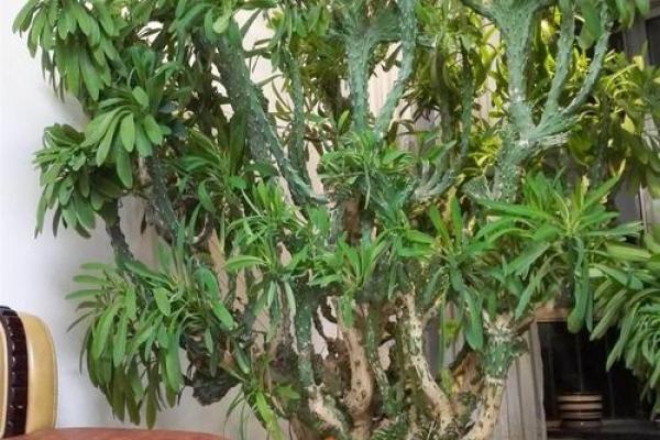 四大镇宅之树 镇宅植物风水