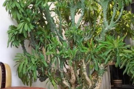 四大镇宅之树 镇宅植物风水