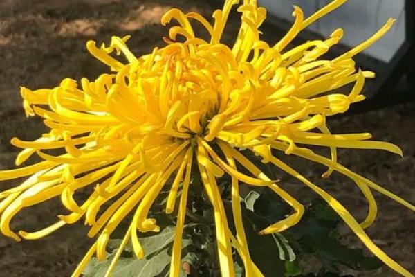 天后灵签陶渊明赏菊解签