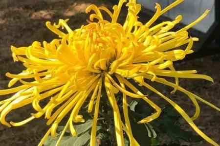 天后灵签陶渊明赏菊解签