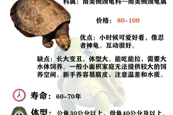住宅养龟风水禁忌有什么说法作用