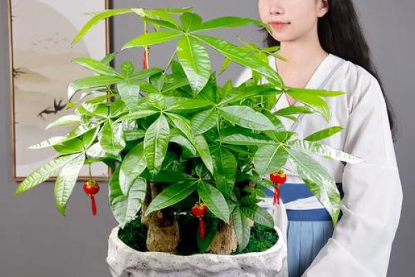办公室风水绿植选择有哪些可以带来财运