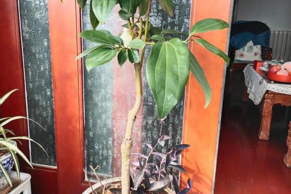 平安树风水攻略：如何利用风水安排平安树
