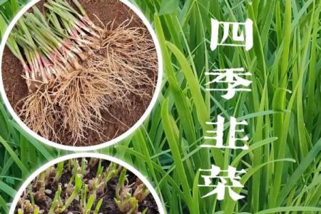 风水院子_韭菜种在院子有甚么寓意