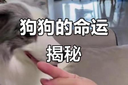 算命的说狗和猪好不好