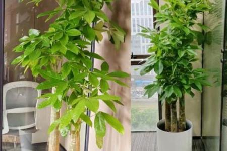 办公室风水绿植选择有哪些可以带来财运