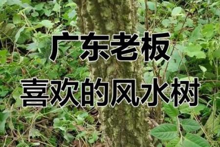 四大镇宅之树是哪四款风水树