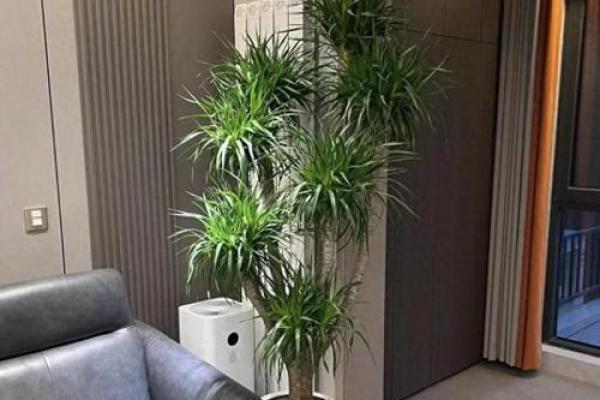 客厅风水助你提升宅运促进人际