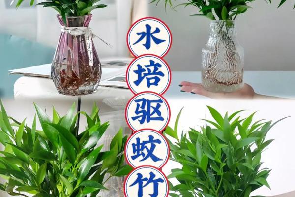 平安竹的风水作用