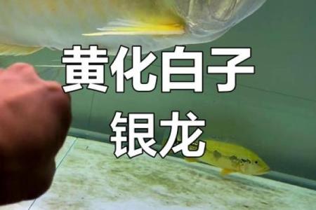 养银龙鱼风水 养银龙鱼风水讲究