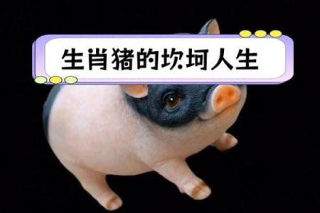 属猪出生最好六个吉日 属猪的出生吉日