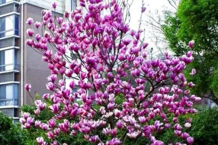 北方庭院十大吉祥之树风水树