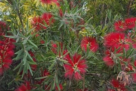 红干层树风水