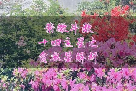 紫微斗数之迁移宫与诸星，贪狼星在迁移宫是什么意思？