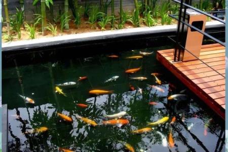 房子东面建鱼池风水好吗