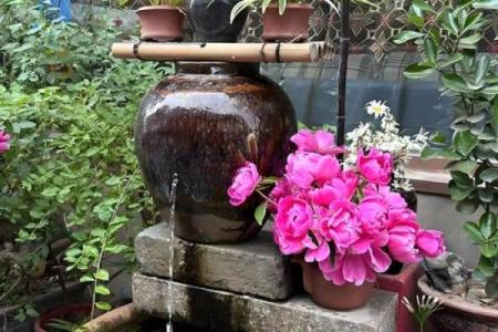 院子的风水_风水庭院种什么花好