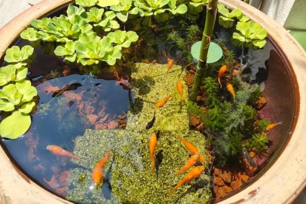风水颜色_养鱼禁忌的颜色