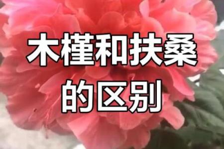 扶桑花与风水 扶桑花与风水有关吗