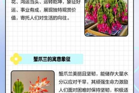 蟹爪兰风水寓意