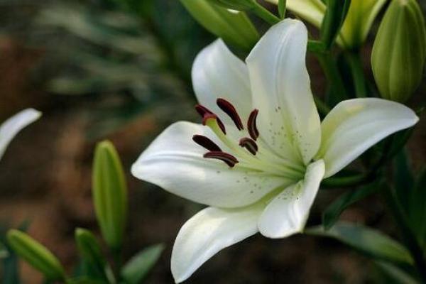 百合花有哪些风水作用