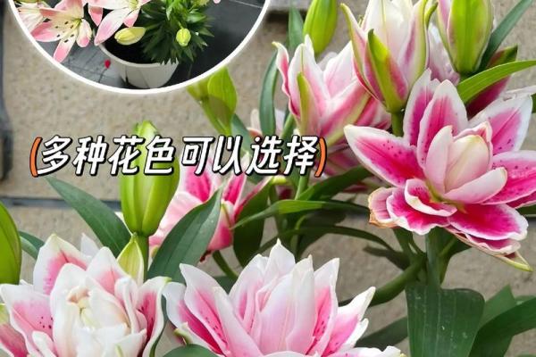 百合花有哪些风水作用