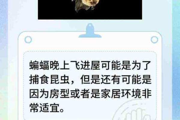 蝙蝠入屋是不吉利的吗风水上讲预示着什么-