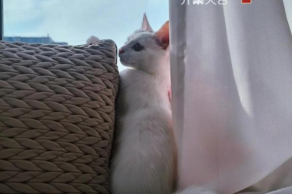 风水打扫 正月初几不能扫尘