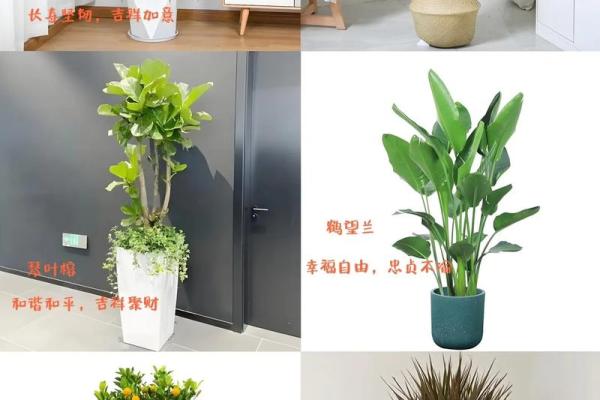 办公场所摆放植物的风水讲究 办公场所摆放植物的风水讲究