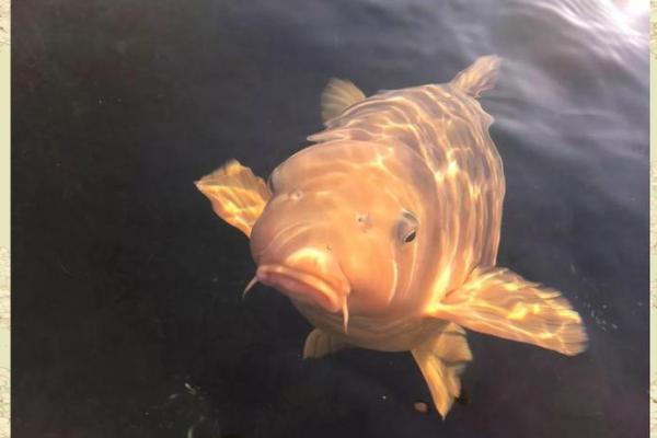 锦鲤鱼混养风水