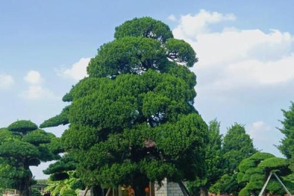 风水学说_北京故宫御花园种了好多柏树