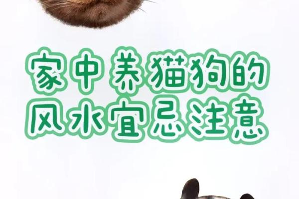 风水猫不请自来兆头寓意什么