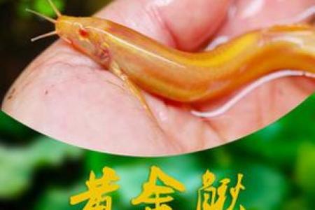 养泥鳅风水攻略