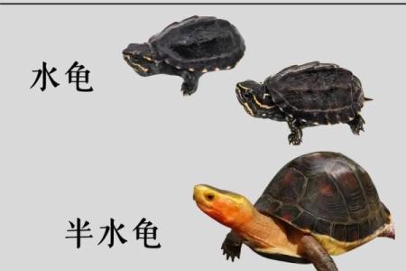 哪个生肖不宜养龟风水好不好