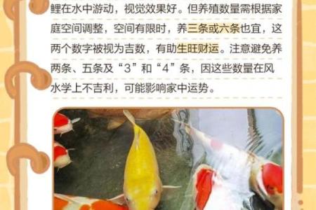 养风水鱼有什么讲究？