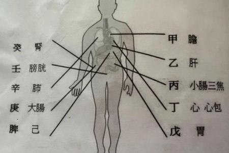 八字与身体